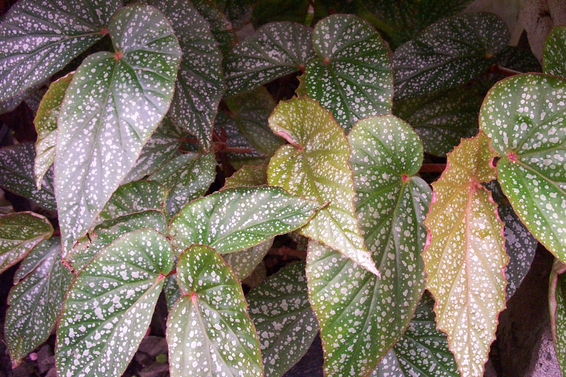 B. ‘Sands of Egypt’